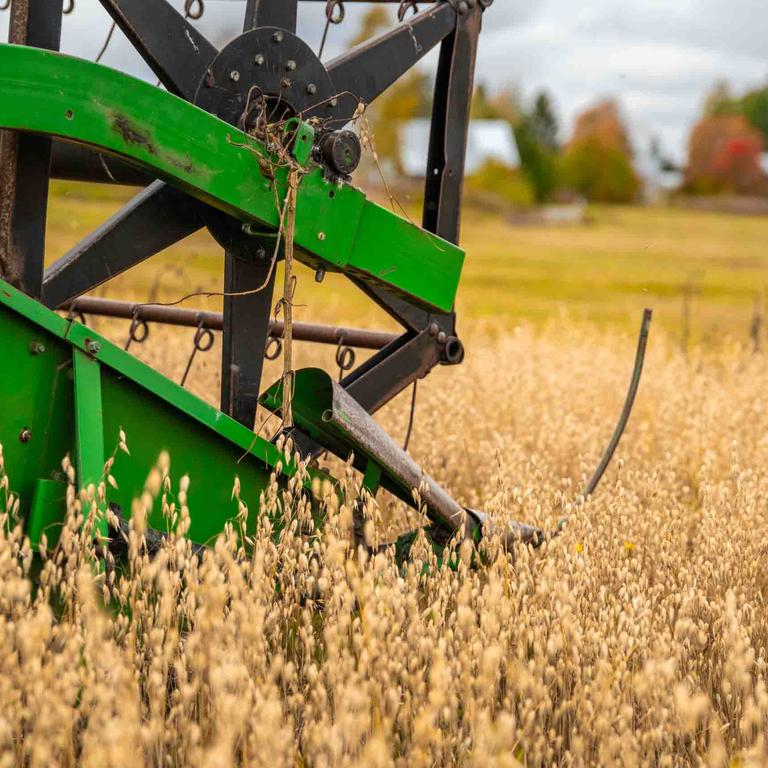 kullankeltaisen kaurapellon puintia vihre&auml;ll&auml; puimurilla