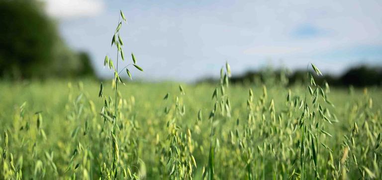 vihert&auml;v&auml; kaurapelto lainehtii